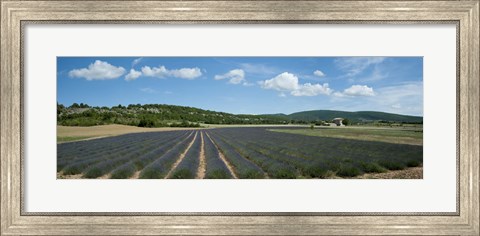 Framed Lavender fields near D701, Simiane-La-Rotonde, Alpes-de-Haute-Provence, Provence-Alpes-Cote d&#39;Azur, France Print