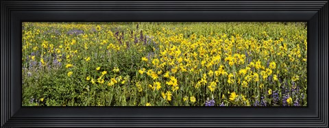 Framed Wildflowers in a field, Crested Butte, Gunnison County, Colorado, USA Print