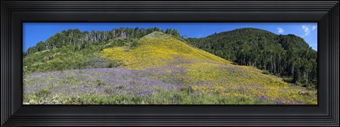 Framed Sunflowers and larkspur wildflowers on hillside, Colorado, USA Print