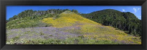 Framed Sunflowers and larkspur wildflowers on hillside, Colorado, USA Print