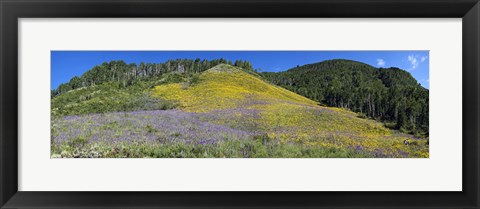 Framed Sunflowers and larkspur wildflowers on hillside, Colorado, USA Print