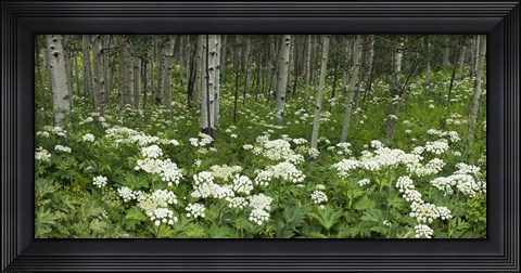 Framed Yarrow and aspen trees along Gothic Road, Mount Crested Butte, Gunnison County, Colorado, USA Print