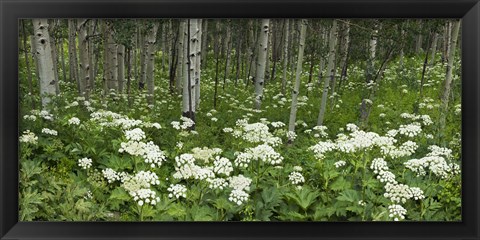 Framed Yarrow and aspen trees along Gothic Road, Mount Crested Butte, Gunnison County, Colorado, USA Print