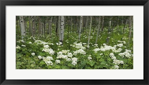 Framed Yarrow and aspen trees along Gothic Road, Mount Crested Butte, Gunnison County, Colorado, USA Print