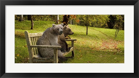 Framed Bears sitting on a bench Print