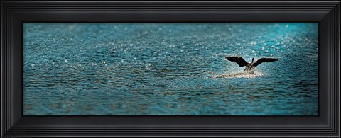 Framed Bird taking off over water Print