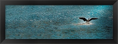 Framed Bird taking off over water Print