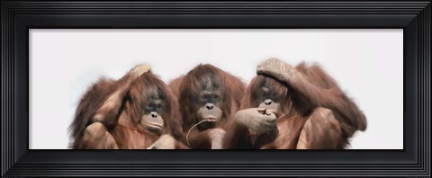 Framed Close-up of three orangutans Print