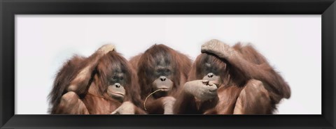 Framed Close-up of three orangutans Print