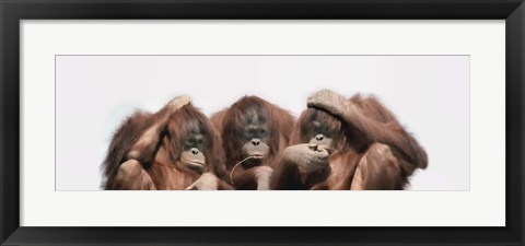 Framed Close-up of three orangutans Print