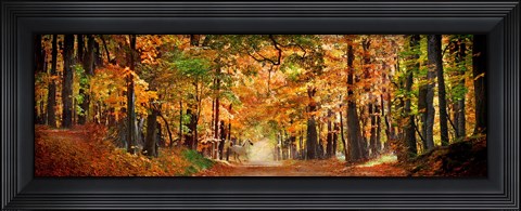 Framed Horse running across road in fall colors Print