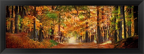 Framed Horse running across road in fall colors Print