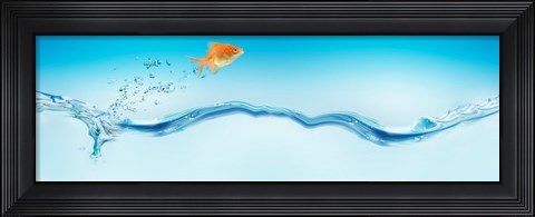 Framed Goldfish jumping out of water Print