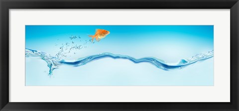 Framed Goldfish jumping out of water Print