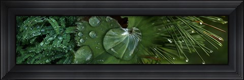 Framed Water Droplets on Leaves Print