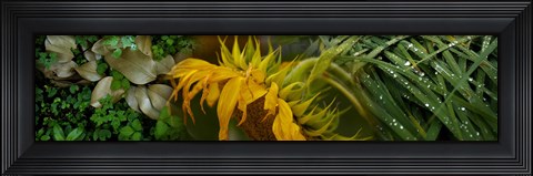 Framed Close-up of leaves with yellow flower Print