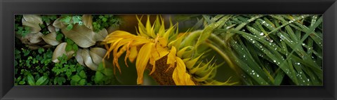 Framed Close-up of leaves with yellow flower Print