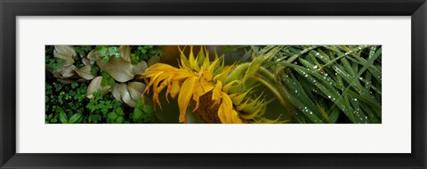 Framed Close-up of leaves with yellow flower Print