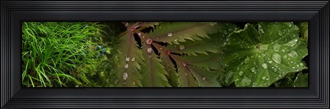 Framed Close-Up of Leaves with Water Droplets Print
