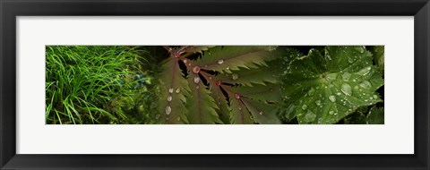 Framed Close-Up of Leaves with Water Droplets Print