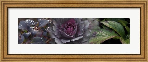 Framed Close-up of leaves and ornamental cabbage with water droplets Print