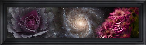 Framed Cabbage with galaxy and pink flowers Print