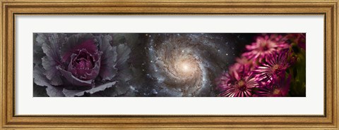 Framed Cabbage with galaxy and pink flowers Print