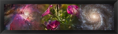 Framed Close-up of flowers and universe Print