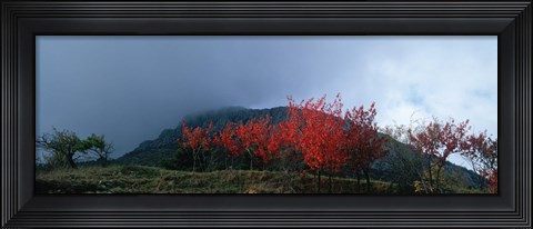 Framed Trees in autumn at dusk, Provence-Alpes-Cote d&#39;Azur, France Print