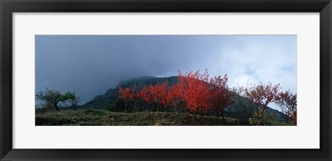 Framed Trees in autumn at dusk, Provence-Alpes-Cote d&#39;Azur, France Print