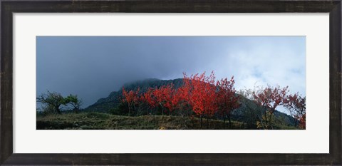 Framed Trees in autumn at dusk, Provence-Alpes-Cote d&#39;Azur, France Print