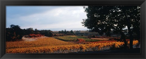 Framed Autum in the Vineyards, Provence-Alpes-Cote d&#39;Azur, France Print