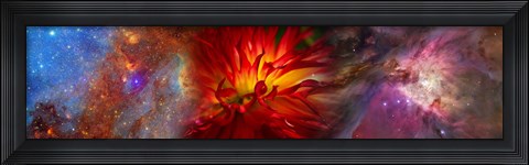 Framed Hubble galaxy with red chrysanthemums Print