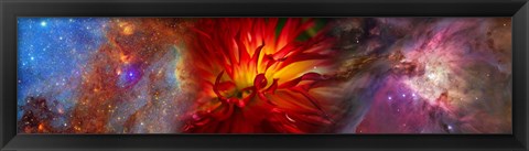 Framed Hubble galaxy with red chrysanthemums Print