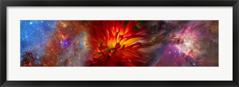 Framed Hubble galaxy with red chrysanthemums Print