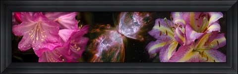 Framed Butterfly nebula with iris and pink flowers Print