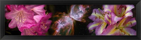 Framed Butterfly nebula with iris and pink flowers Print