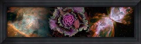 Framed Cabbage with butterfly nebula Print