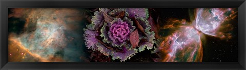 Framed Cabbage with butterfly nebula Print