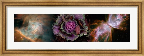 Framed Cabbage with butterfly nebula Print