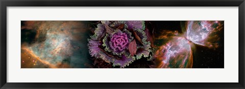 Framed Cabbage with butterfly nebula Print