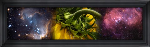 Framed Sunflower in the Hubble cosmos Print