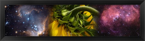 Framed Sunflower in the Hubble cosmos Print