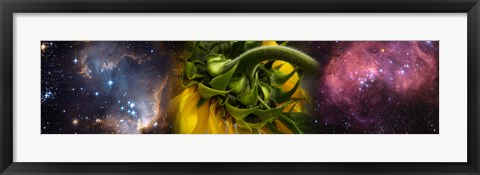 Framed Sunflower in the Hubble cosmos Print