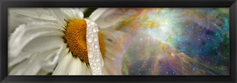 Framed Daisy with Hubble cosmos Print