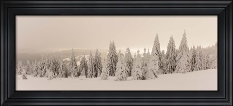 Framed Snow covered trees on a hill, Feldberg, Black Forest, Baden-Wurttemberg, Germany Print