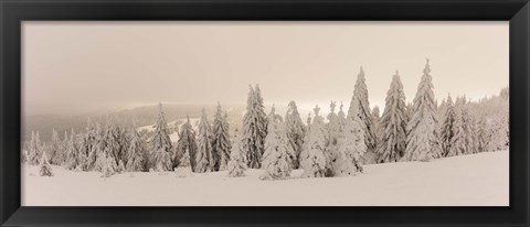 Framed Snow covered trees on a hill, Feldberg, Black Forest, Baden-Wurttemberg, Germany Print