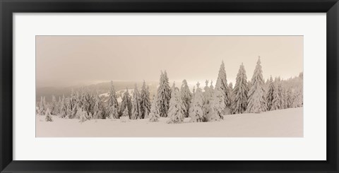 Framed Snow covered trees on a hill, Feldberg, Black Forest, Baden-Wurttemberg, Germany Print