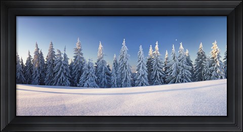 Framed Snow covered trees on a landscape, Belchen Mountain, Black Forest, Baden-Wurttemberg, Germany Print