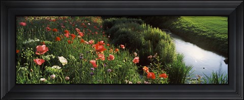 Framed Wildflowers, Crakehall Beck, Crakehall, North Yorkshire, England Print